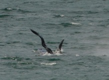 Whale watchers have been tracking this guy with the screwy dorsal fin for over 30 years.